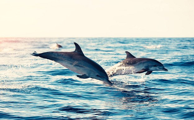 Delfine bei einer Kreuzfahrt beobachten
