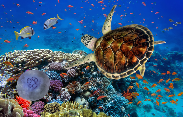 Unterwasserwelt bei Ägypten mit einer Schildkröte bei einem Korallenriff