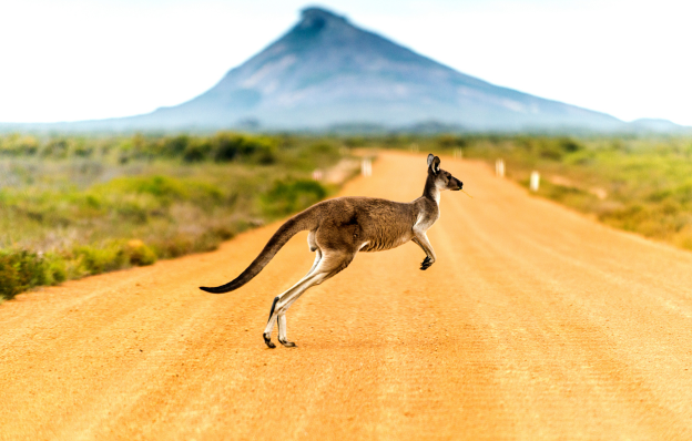 Känguru auf überquert eine Feldstraße während einer Australien Rundreise