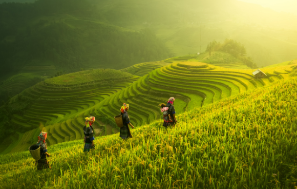 Wanderung durch ein Reisfeld bei einer Asien Rundreise