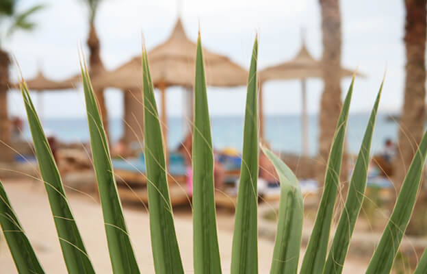 Palmenwedel verdeckt Blick auf strohbedeckte Schirme und Liegen am Strand