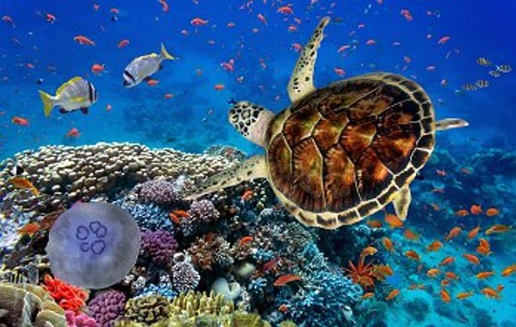Unterwasser, Schildkröte, Fische, Qualle und Korallen im Roten Meer