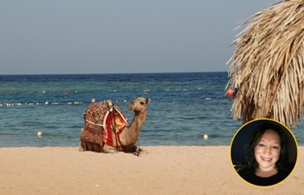 Kamel am Strand in Ägypten