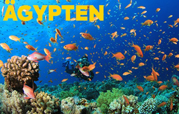 Unterwasserwelt in Ägypten