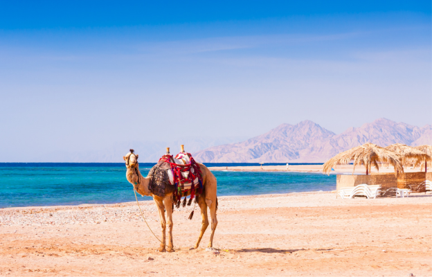Kamel am Strand von Hurghada