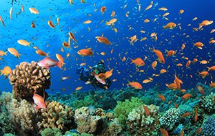 Unterwasserwelt von Ägypten mit vielen Fischen 