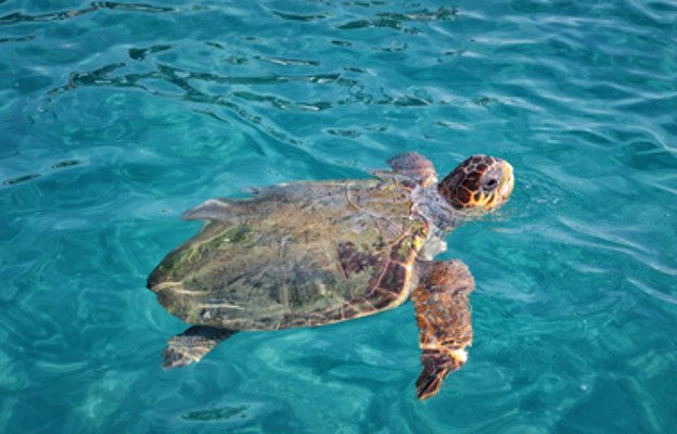 Schildkröte in Indischen Ozean