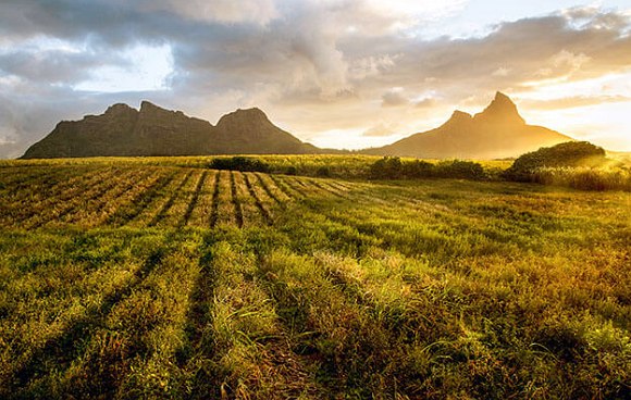 Bestellte Teefelder mit Blick auf Berge