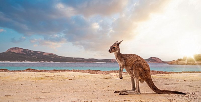 Faszination des Südens - Kangaroo Island
