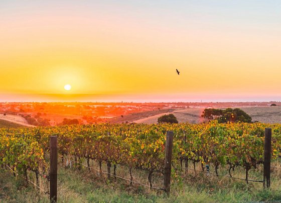 Discover Südaustralien – Weinberge, Outback & Wildlife - Weinregion McLaren Vale