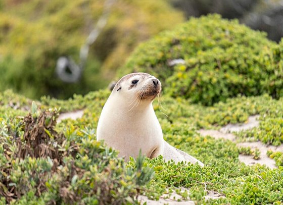 Discover Südaustralien – Weinberge, Outback & Wildlife - Seal Bay, Kangaroo Island
