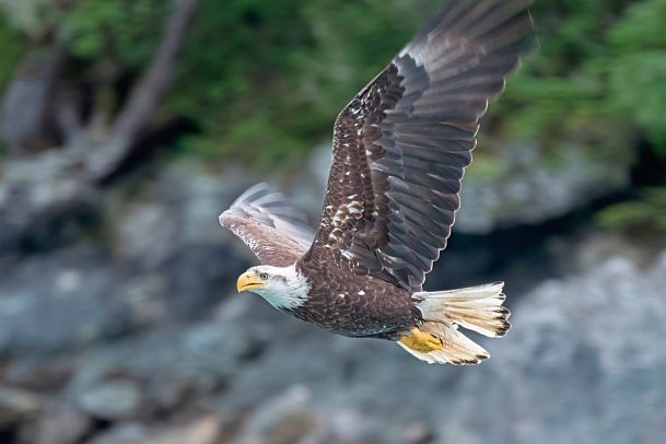 Grandioses Alaska - Weißkopfseeadler