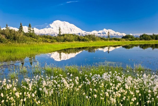 Grandioses Alaska - Wollgrasfelder und Denali