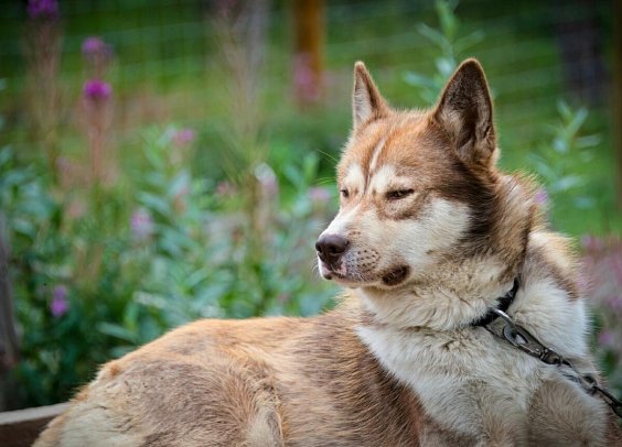 Grandioses Alaska - Schlittenhund