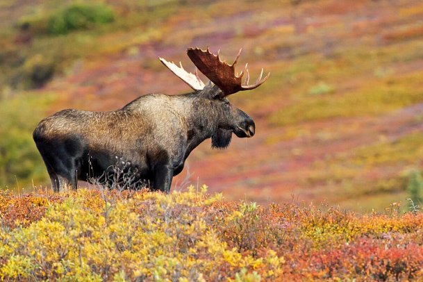 Grandioses Alaska - Elch im Denali Nationalpark