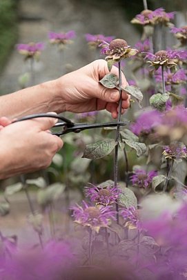 Kräuter & Spa DAS SCHÄFER