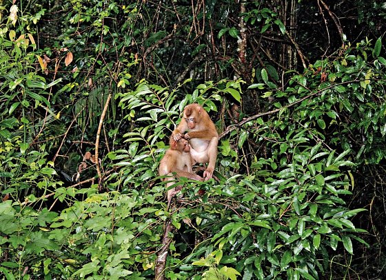 Khao Yai Nationalpark