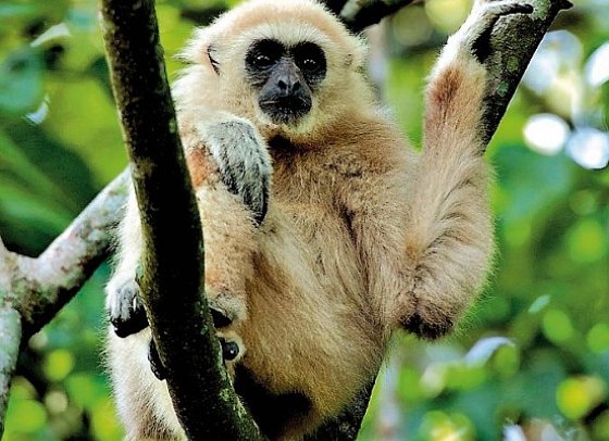 Khao Yai Nationalpark