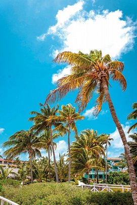 Iberostar Origin Daiquiri