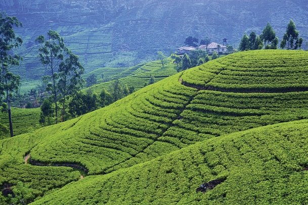 Sri Lanka kompakt (Gruppenreise) - Ella Getaway