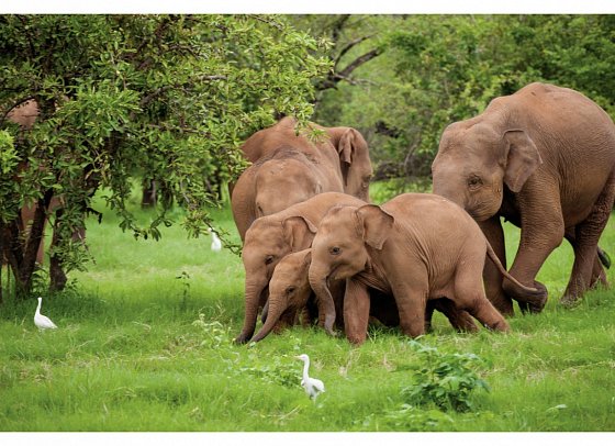 Sri Lanka Allround (Privatreise)