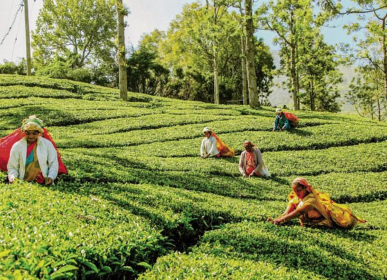 Sri Lanka Allround (Privatreise)
