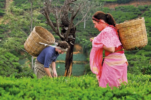 Heritance Tea Factory Hotel