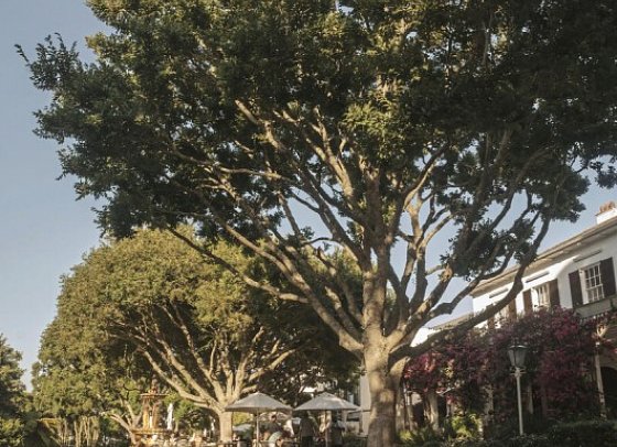 The Vineyard Hotel