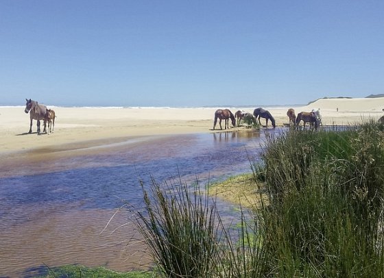 Gartenroute zum Verweilen (Kapstadt - Gqeberha (Port Elizabeth)) - Oyster Bay Lodge