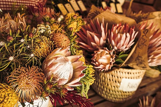 Kap Sinfonie - Kleingruppenreise - Protea