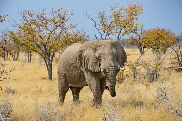 Drifters - Southern Africa Explorer Kapstadt - Maun - Etosha Nationalpark