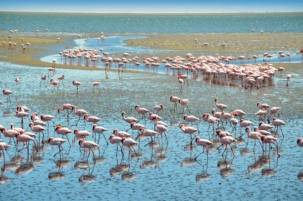 Drifters - Southern Africa Explorer Kapstadt - Maun - Flamingos