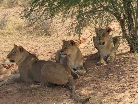 Drifters - Southern Africa Explorer Kapstadt - Maun