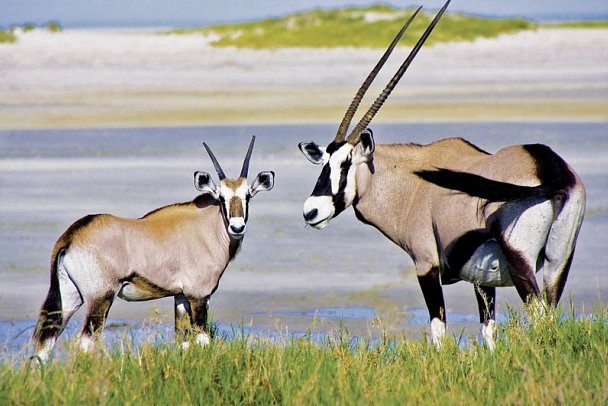 Drifters - Southern Africa Explorer Kapstadt - Victoria Falls - Oryx