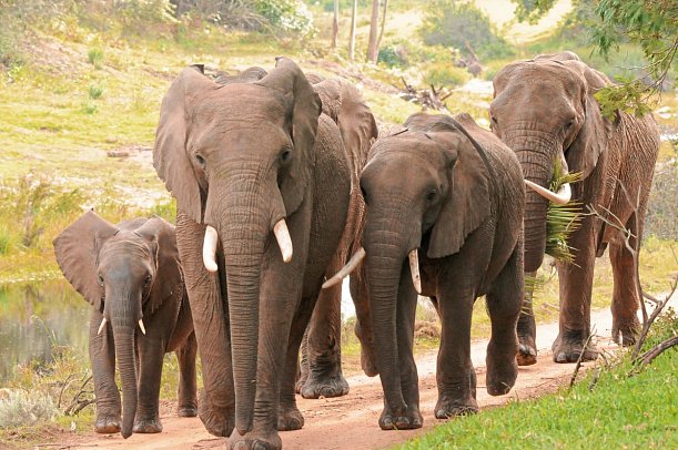 Wellness, Wein & wilde Tiere