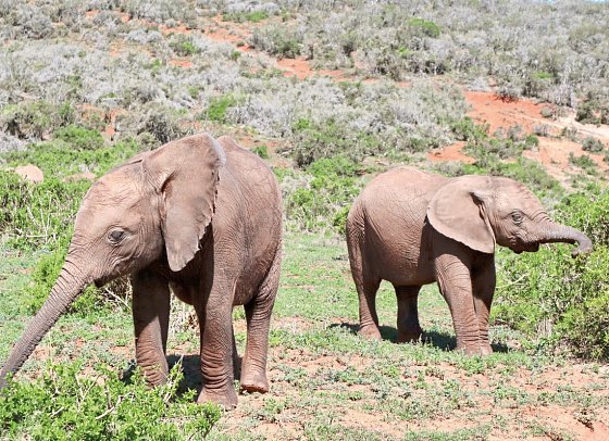 Faszination Gartenroute, Karoo und Addo (Autoreise) - Addo Elephant NP