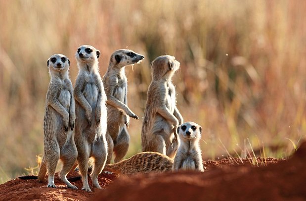 Erlebnis Gartenroute, Karoo & Addo - Erdmännchen