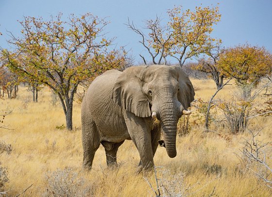 Drifters - Southern Africa Explorer - Etosha Nationalpark