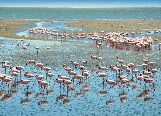 Drifters - Southern Africa Explorer - Flamingos