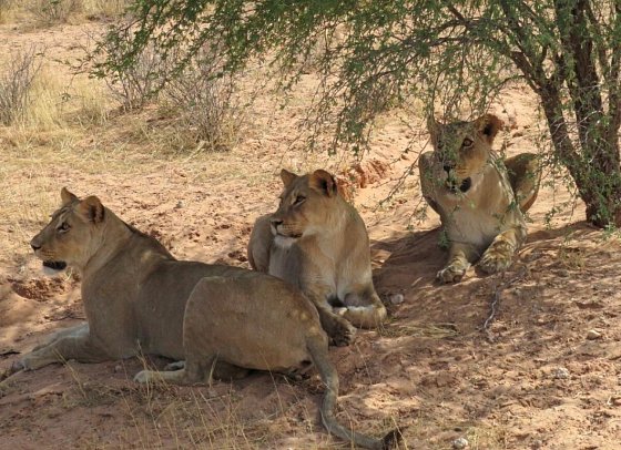 Drifters - Southern Africa Explorer