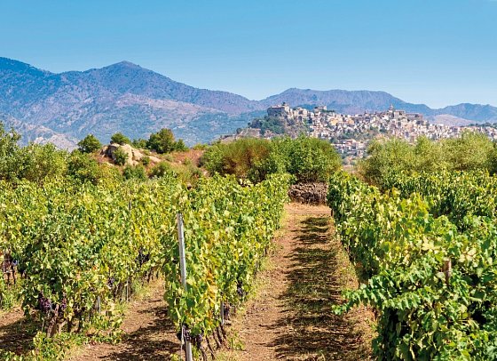 Das malerische Sizilien bewusst entdecken - Weinanbau am Ätna