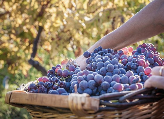 Autotour Kulinarisches Sizilien mit Wein und Köstlichkeiten - luxuriös erfahren - Frische Trauben