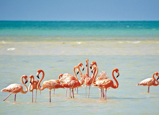Cenoten, Meereswunder und Mayawelten - Holbox