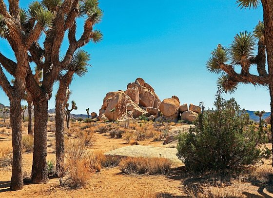 Land der Abenteurer - Joshua Tree Nationalpark