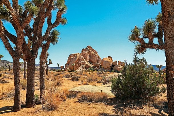 Land der Abenteurer - Joshua Tree Nationalpark