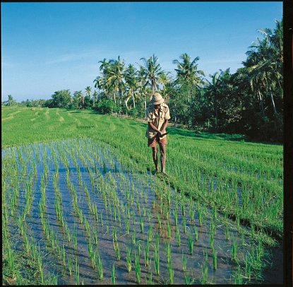 Abenteuer Westbali & Ostjava (Gruppenreise)