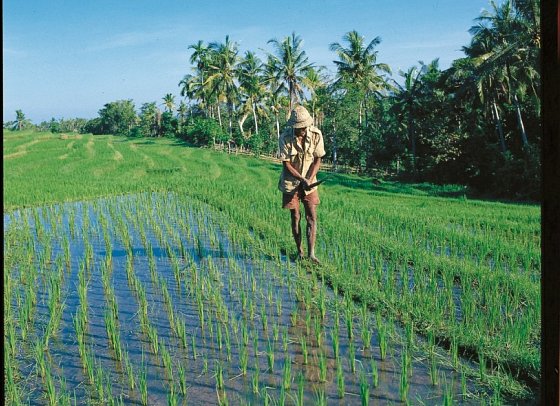 Abenteuer Westbali & Ostjava (Gruppenreise)