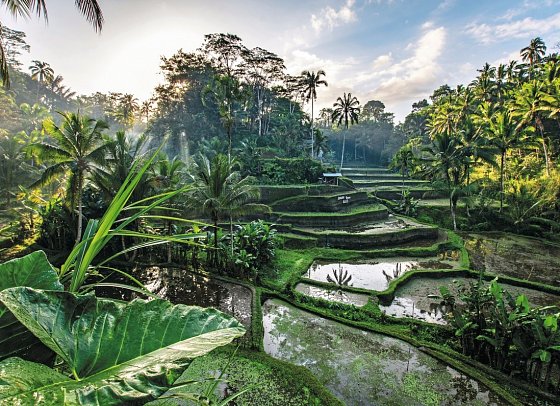 Abenteuer Westbali & Ostjava (Privatreise) - Reisterrassen, Ubud