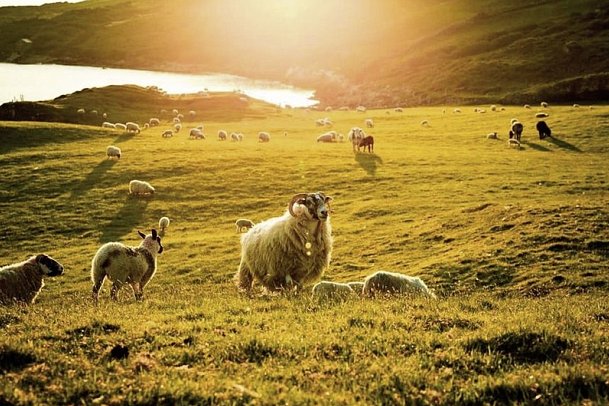 Irische Highlights - Connemara
