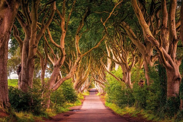 Filmreifes Irland - The Dark Hedges